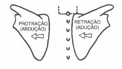 Ação Muscular da cintura escapular e braço