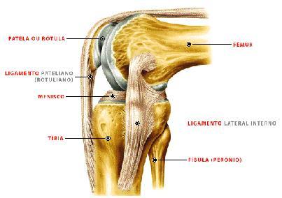 Resultado de imagem para articulação do joelho menisco